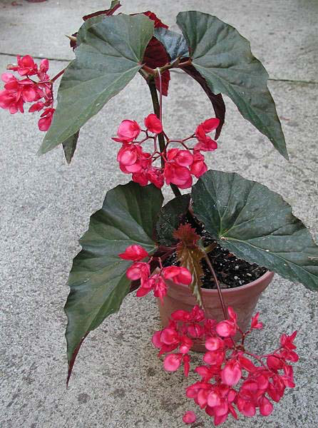 B. ‘Peter Paul’